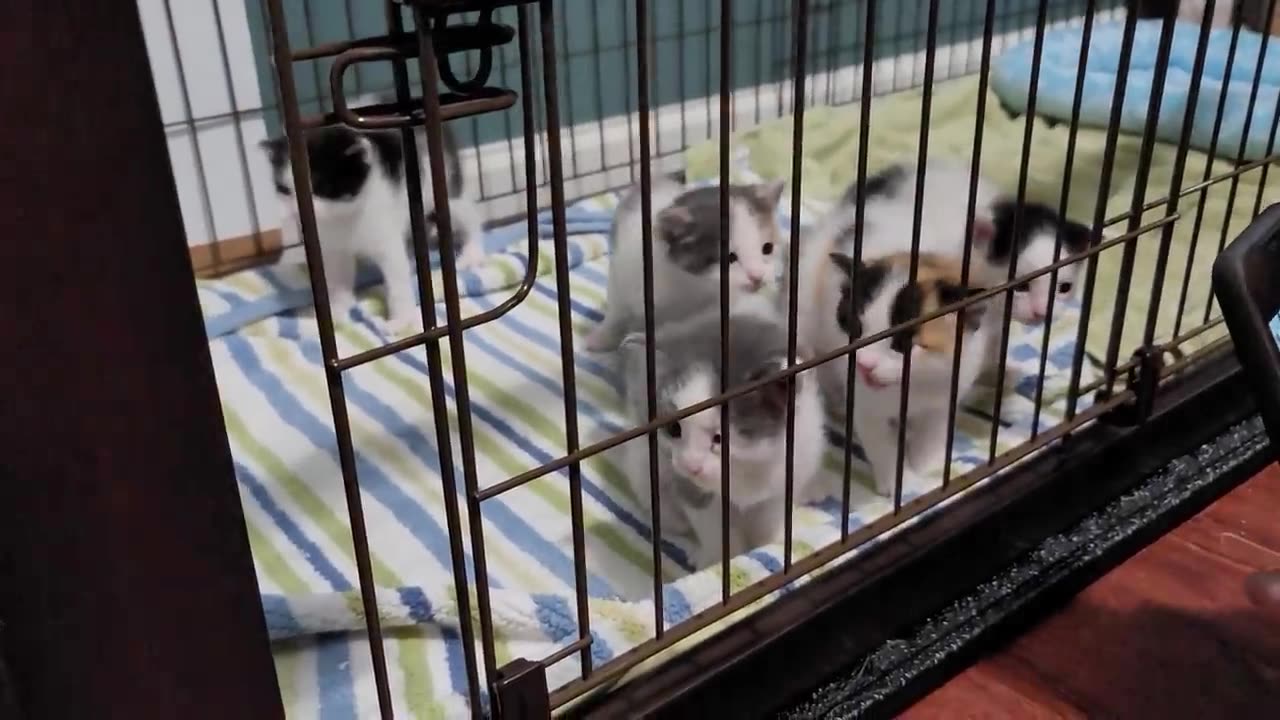 Little Kittens Hissing*&^%