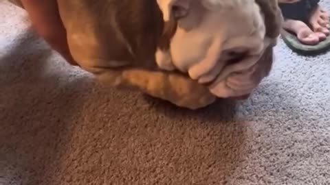 Dog doing funny things
