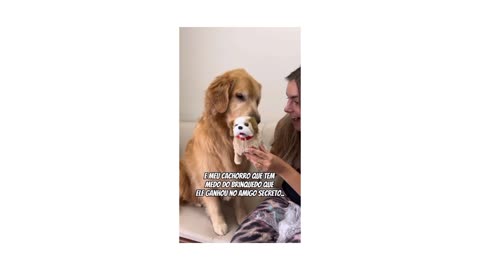 funny dog