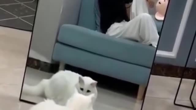 Cute cats❤️baby cats | cute and funny cat | Videos Compilation 2021 | Best Funny Videos 2021