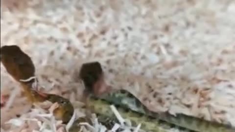 Have you ever seen a Snake Giving Birth?!