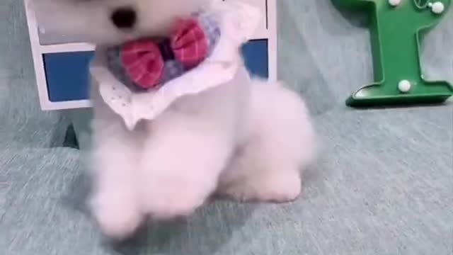 Cute and Funny Pomeranian Videos