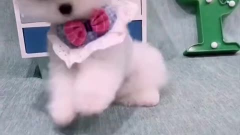 Cute and Funny Pomeranian Videos