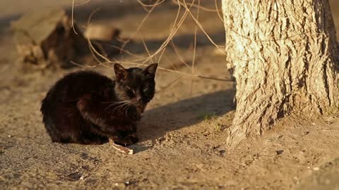 Black Homeless Cat