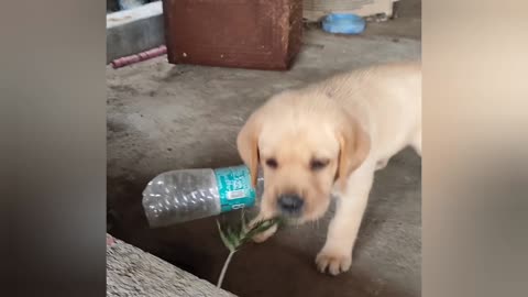 Dog transfrmation from month 1 to month 6