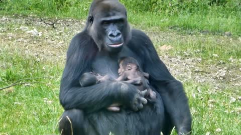 chimpanzee