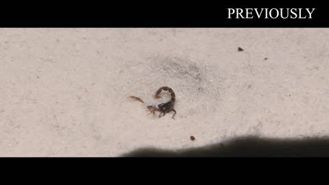 THE BRUTAL BATTLE OF THREE ANT LIONS AND THE TICK! [Live feeding!]-16