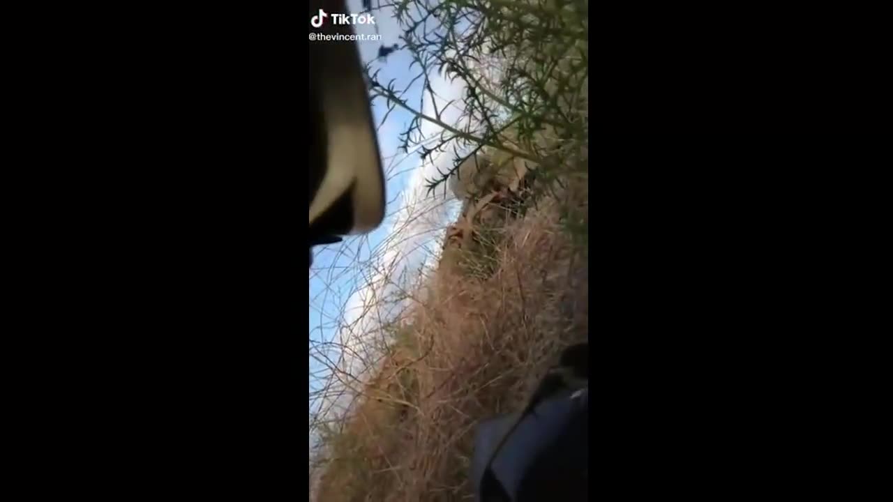 Tik Toks That Are Actually Funny And Made Me Laugh