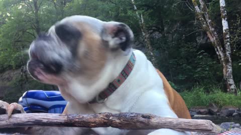 Funny dog video