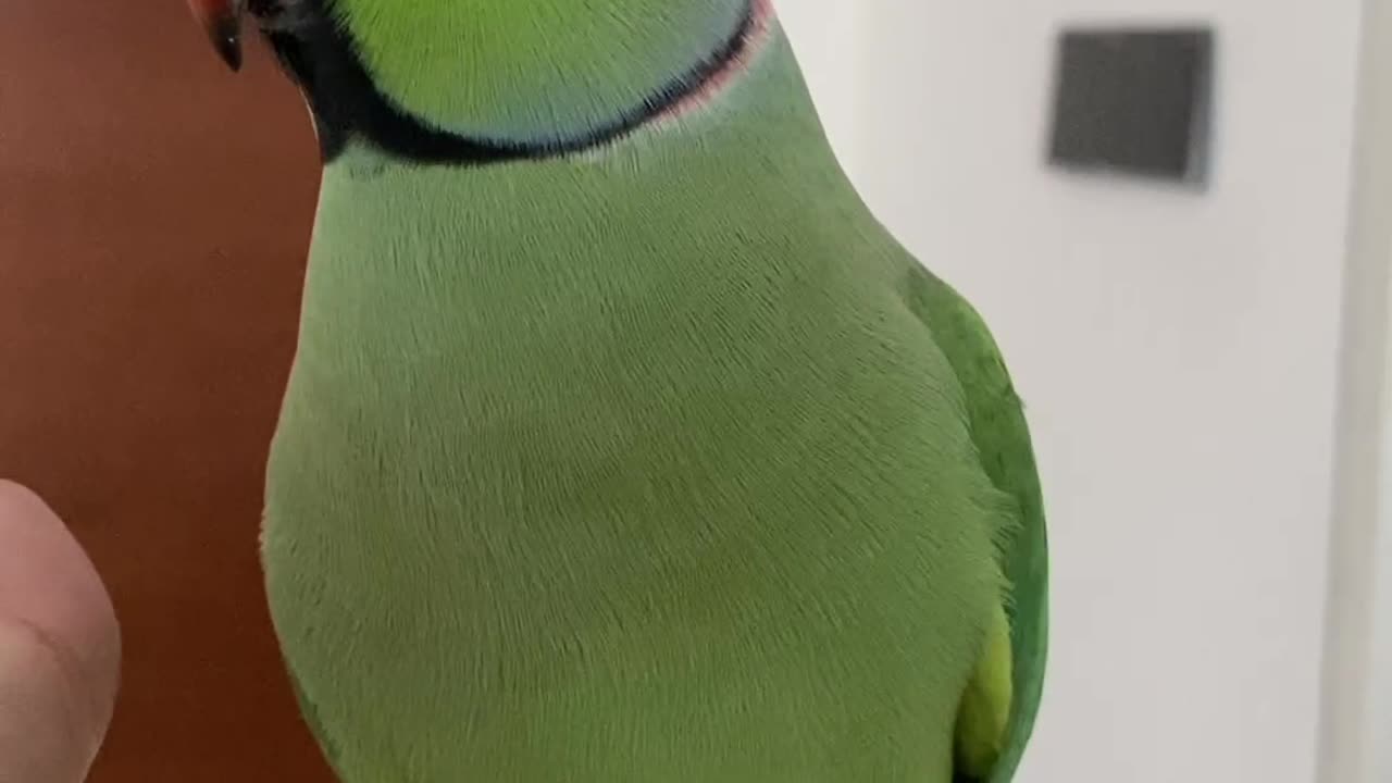 When Clover Flies to my Sister's Room 🤣