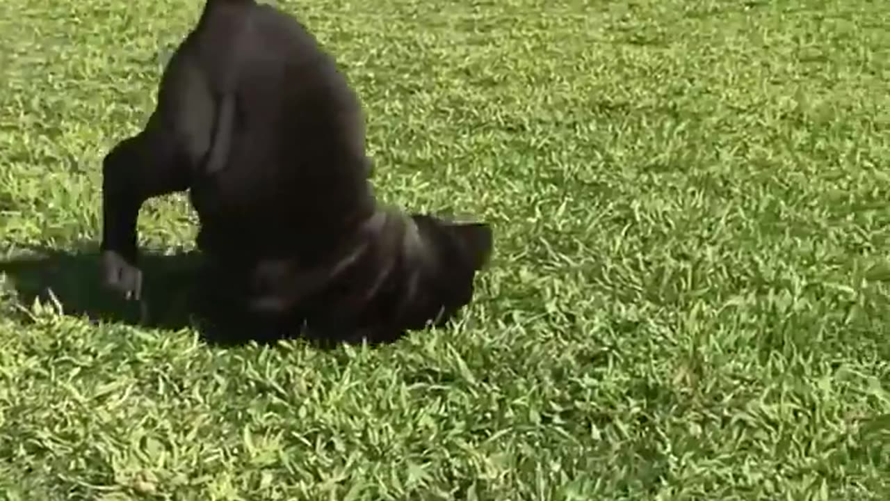 The end 😂 #viral #shorts #funny #funnyvideo #fails #gigglegrotto