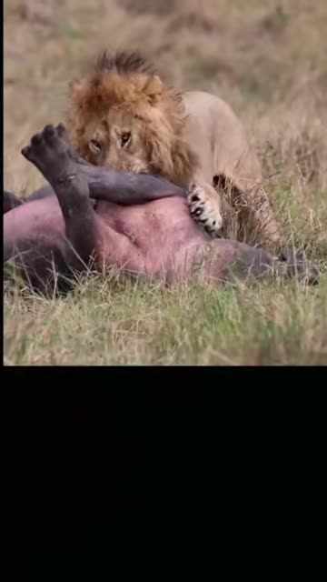 Can't escape the wild lion