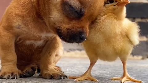 Cute sleeping dog 🐕❤️ Cute dog sleeping 🐕❤️