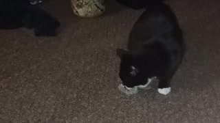 Boots&his mouse!