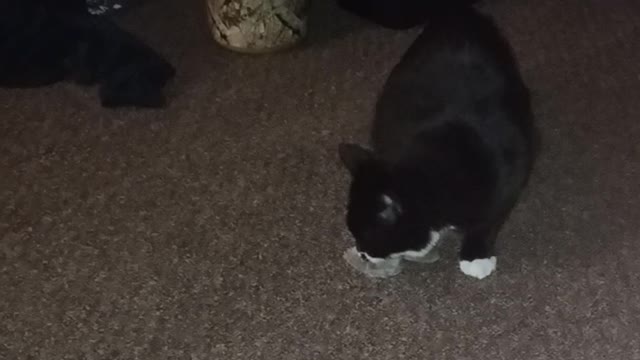 Boots&his mouse!