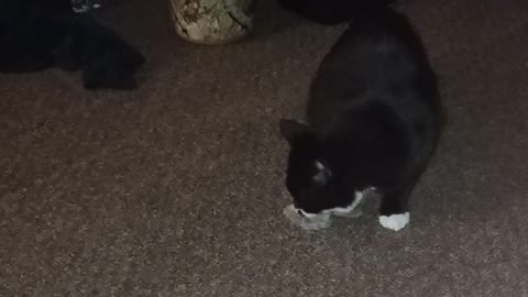 Boots&his mouse!