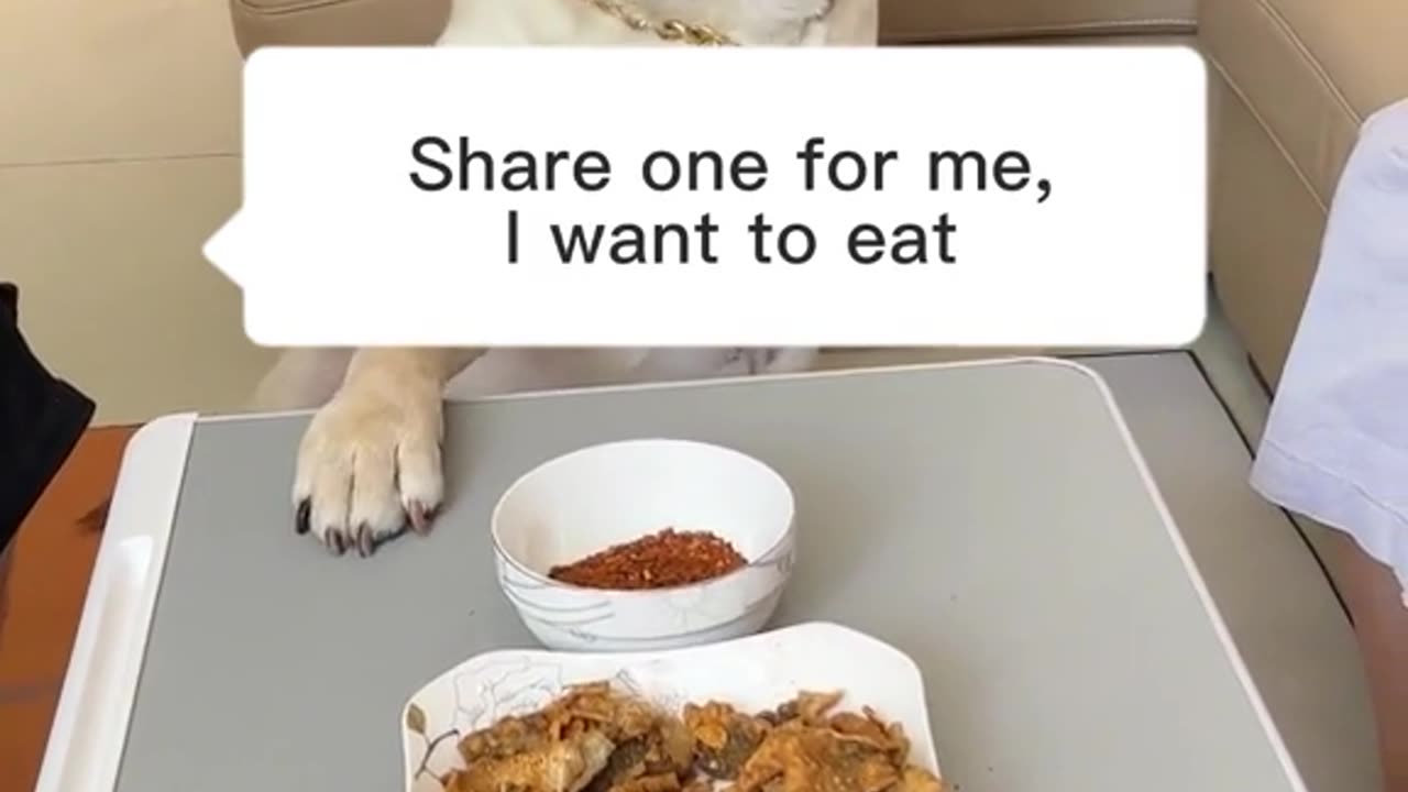 Dog fun