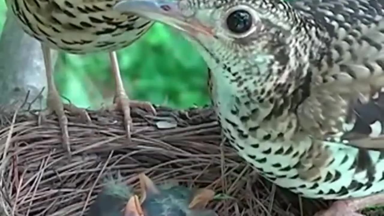Baby Birds eating