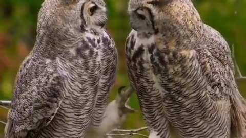 #love#birds❤️