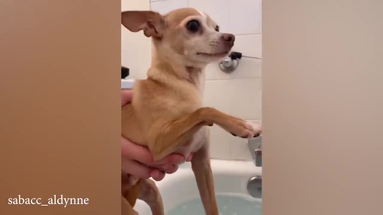 Are CHIHUAHUAS the FUNNIEST DOGS Funniest Dog Videos 2023