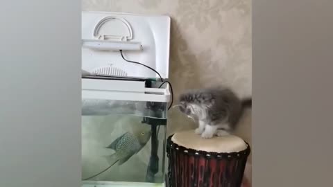 Cute Animals 😺 for When You are Stressed - Animal Gags