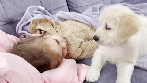 Golden Retriever Puppy Wakes up Adorable Baby Girl for a Hug! (Cutest Ever!!)