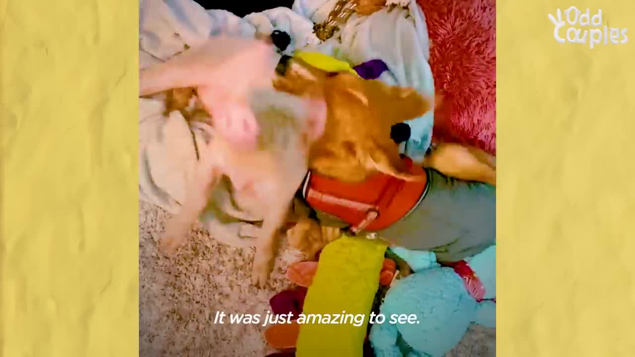 Dog Who Couldn't Play Has So Much Fun Now _ The Dodo Odd Couples