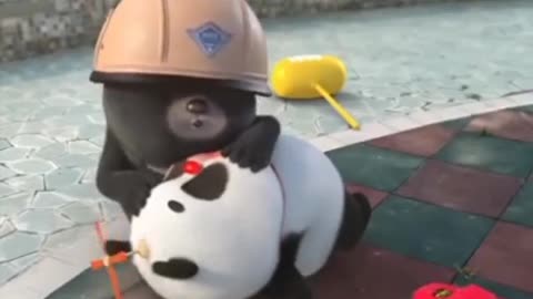 Panda video