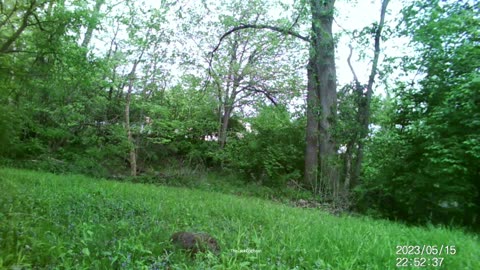 Jack's Trail Camera -- Episode 62