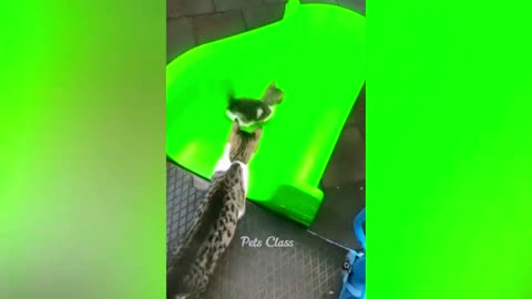 Funniest Animals 2023 😂 Funny Cats and Dogs Videos 😺🐶