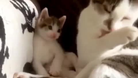 The cat face
