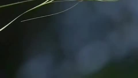 The baya weaver