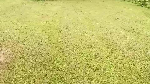 First Armadillo I have seen
