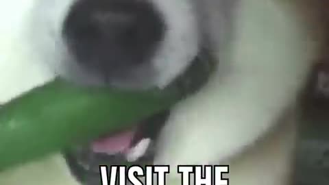 Interesting _facts _Cute dogs