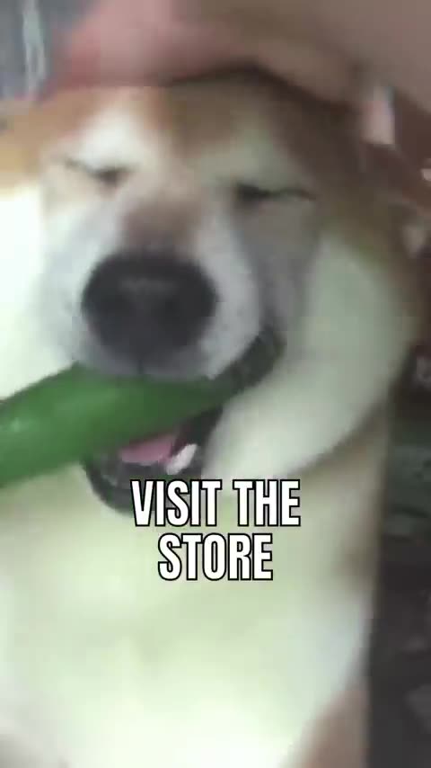 Interesting _facts _Cute dogs