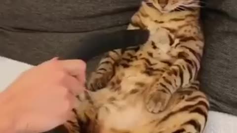 Cute animal