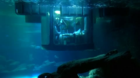 A room with a view… of sharks!