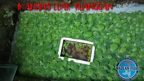 how to raise ornamental fish outdoors | part 1