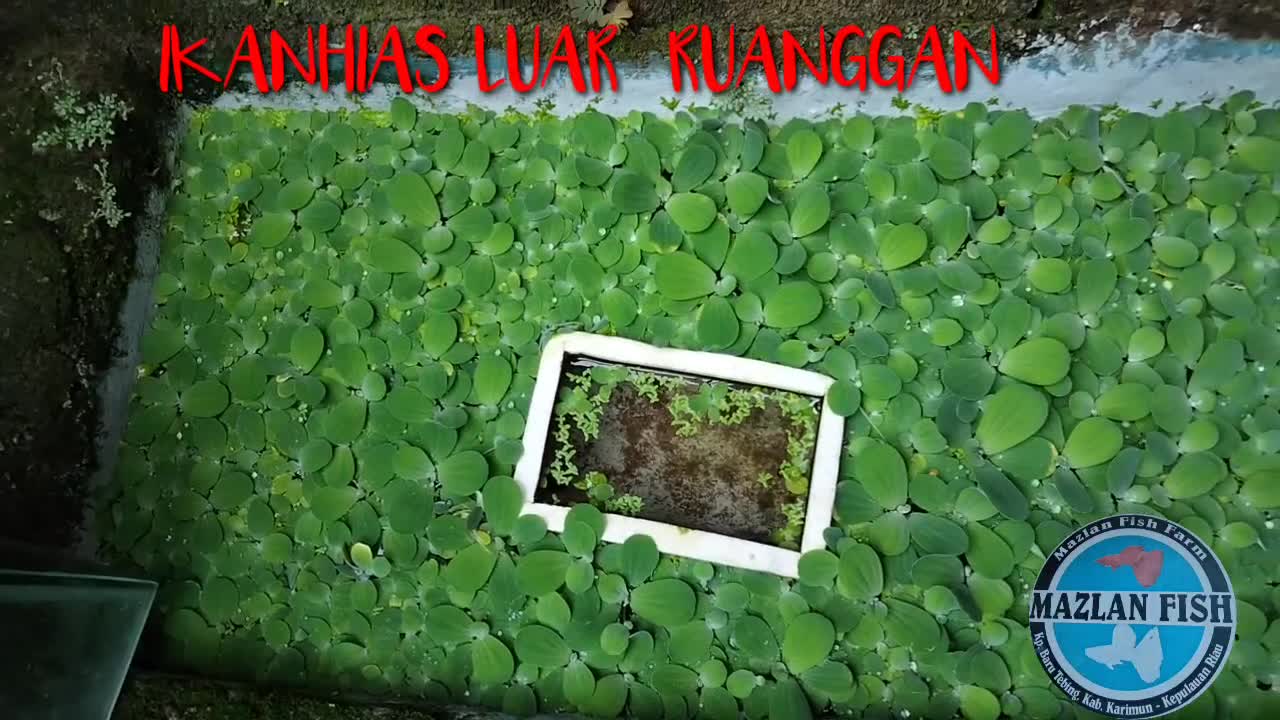 how to raise ornamental fish outdoors | part 1