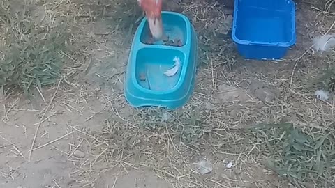 #Duck #steals #cats #food