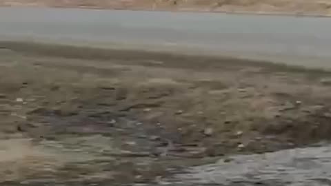 White tail deer in a rush for an appointment 😊