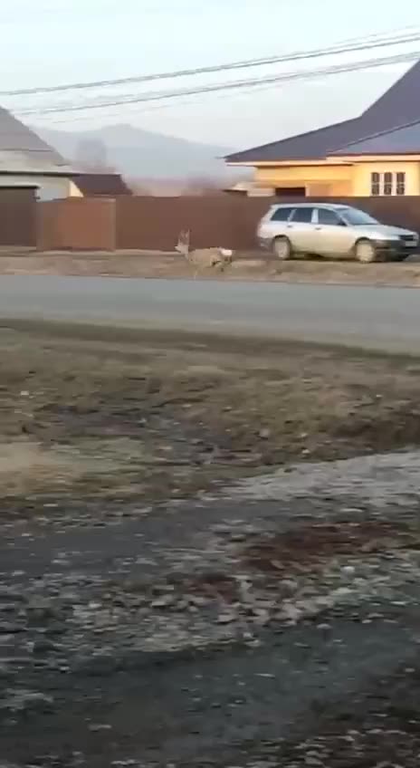 White tail deer in a rush for an appointment 😊