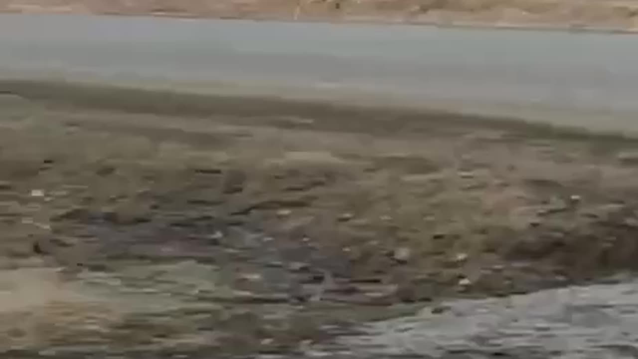 White tail deer in a rush for an appointment 😊