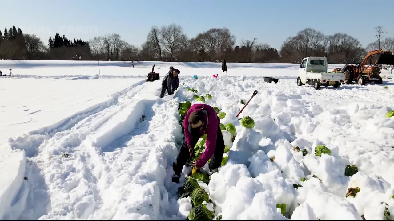 How Japanese Farmer Harvest Cabbage Under Snow - Snow Vegetable Farming - Cabbage, Carrot, Radish