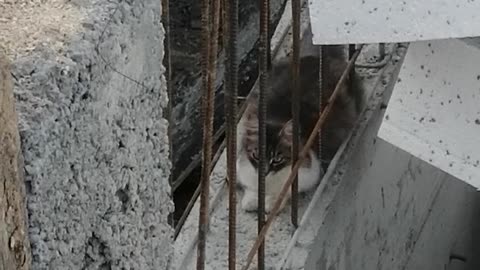 Cat 13