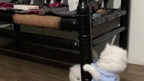 Cute Cat video | Baby Cats Video | Funny Cat Moment #shorts