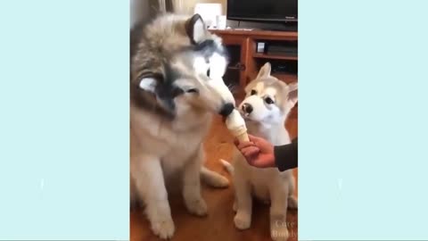 funny pets try not to laugh 2023