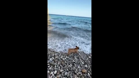 French Bulldog sees ocean waves for the first time