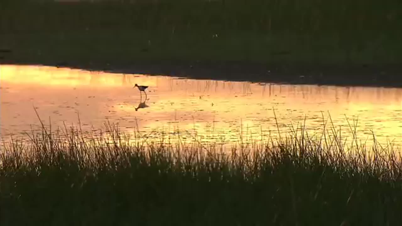 Harold Budd ~ Neil's Theme
