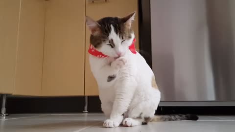 Little kitten supper sleepy..😴 funny cat videos 😍